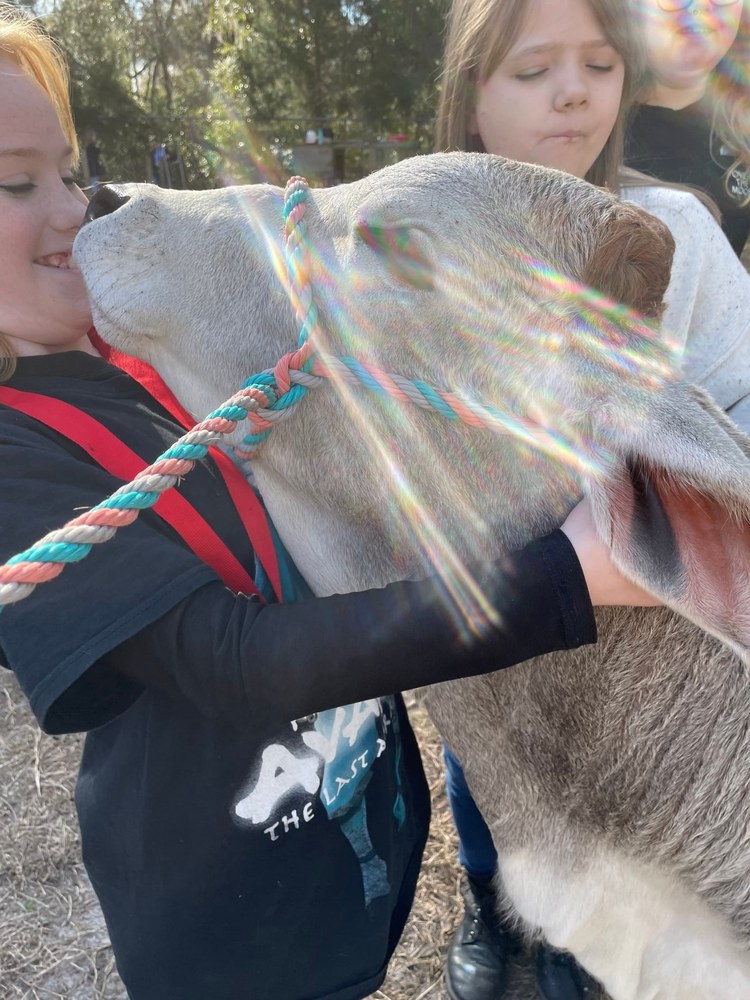 Cow Kisses