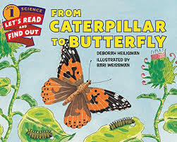 How do caterpillars turn into butterflies? | Kelley Smith Elementary School