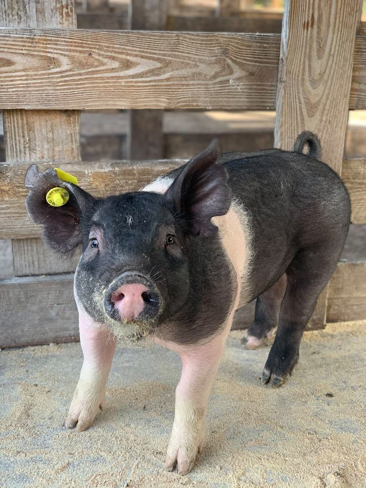 Meet Pepper